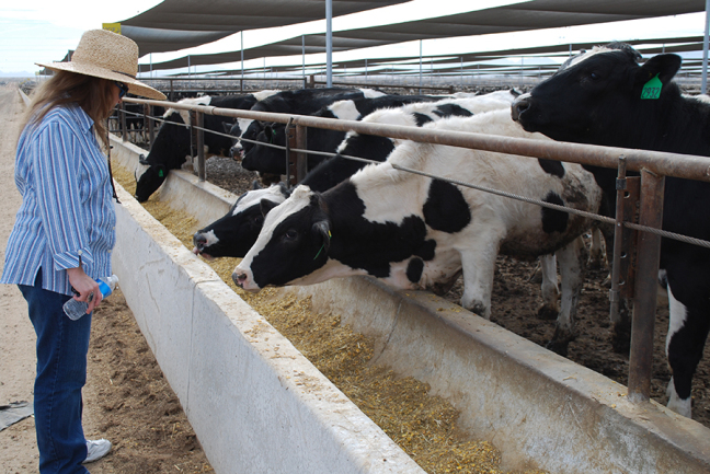 92,000 cows in Yuma