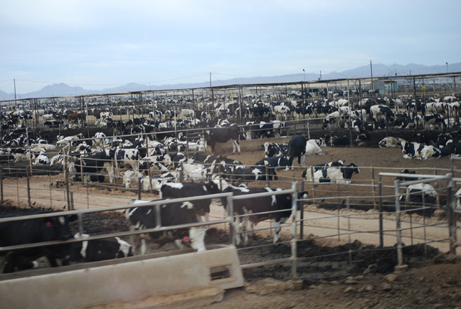 cows in Yuma
