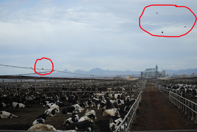 Miles of cows and only four birds.