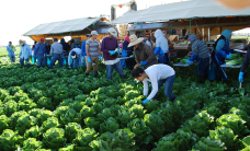 Migrant workers quickly chop and trim giant, lush heads of Romaine lettuce and toss them onto a conveyor belt for the next person.