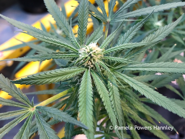Marijuana plant
